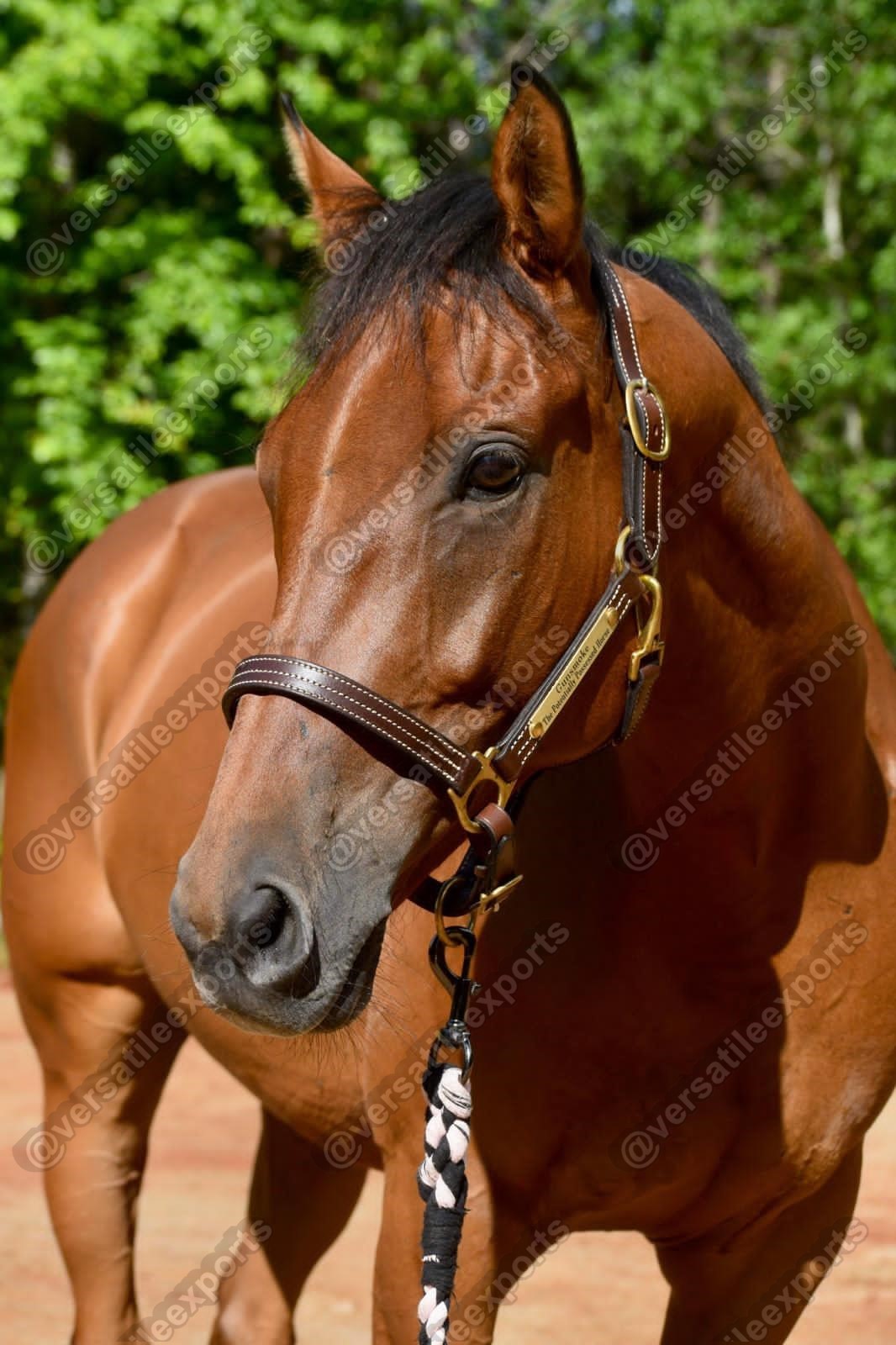 Halters